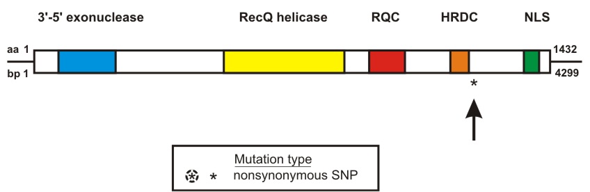 WRN mutation