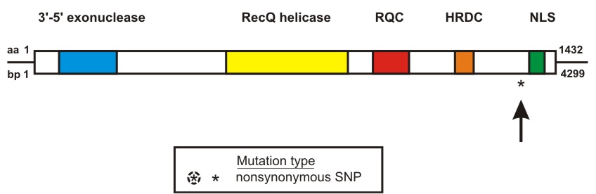 WRN mutation