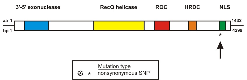 WRN mutation