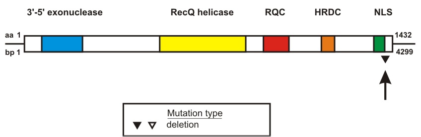 WRN mutation